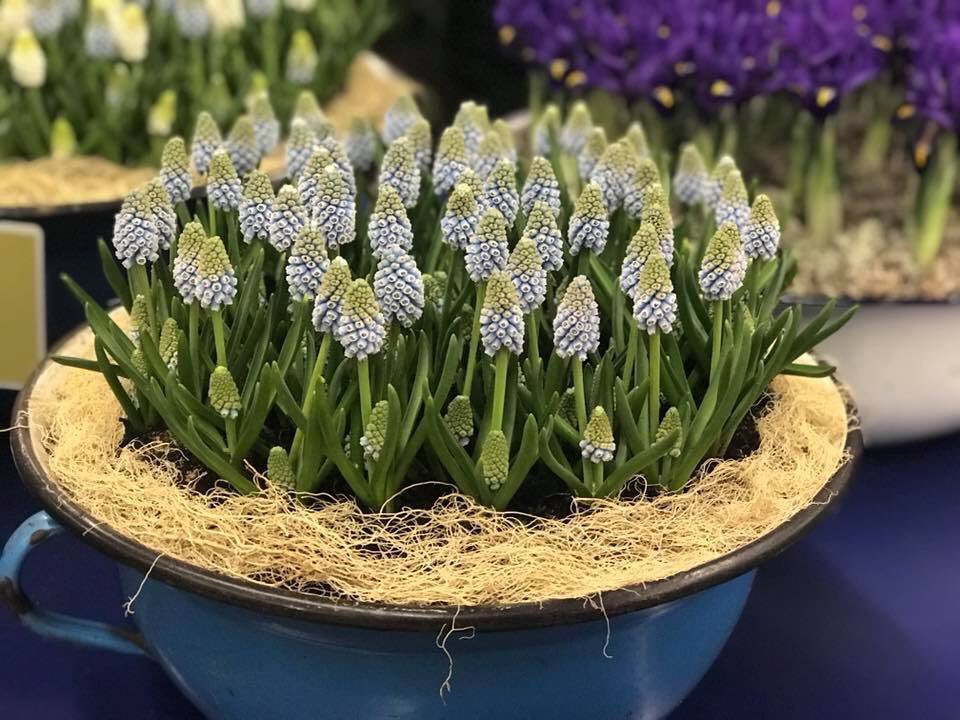 BolthaBV's tweet photo. Deze week worden er volop Muscari’s afgeleverd #Muscari #bluemagic #whitemagic #blauwedruifjes #wittedruifjes #Boltha https://t.co/w04kq1JjRF