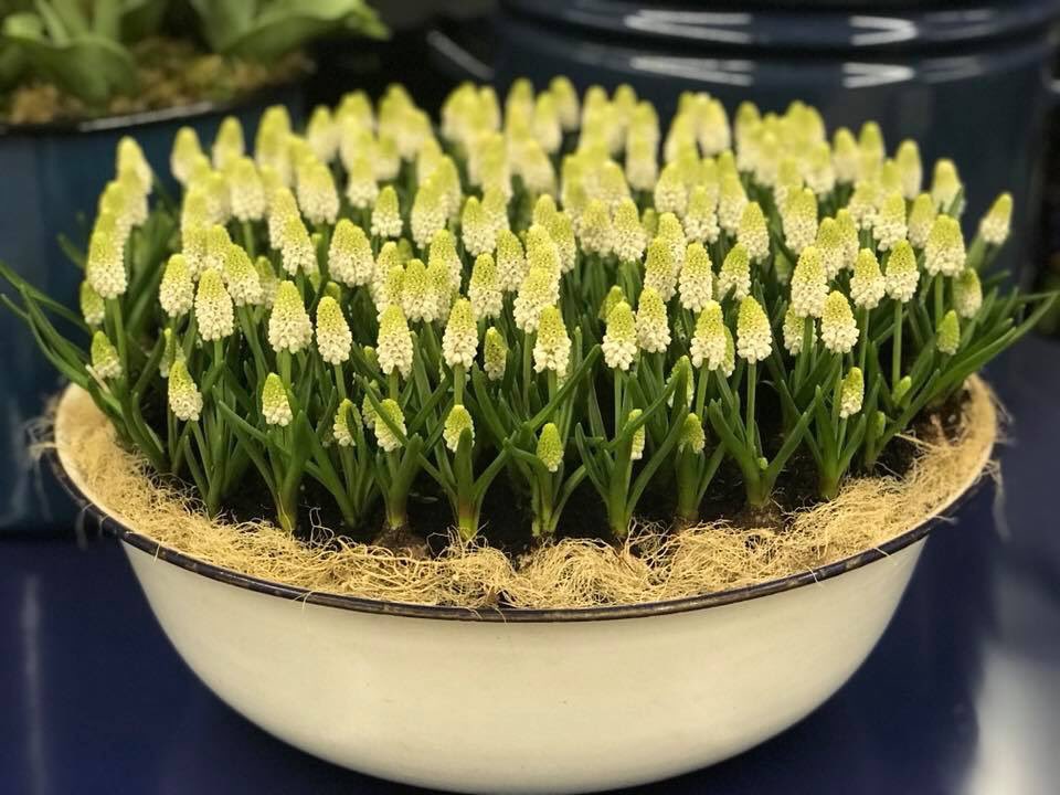 BolthaBV's tweet photo. Deze week worden er volop Muscari’s afgeleverd #Muscari #bluemagic #whitemagic #blauwedruifjes #wittedruifjes #Boltha https://t.co/w04kq1JjRF