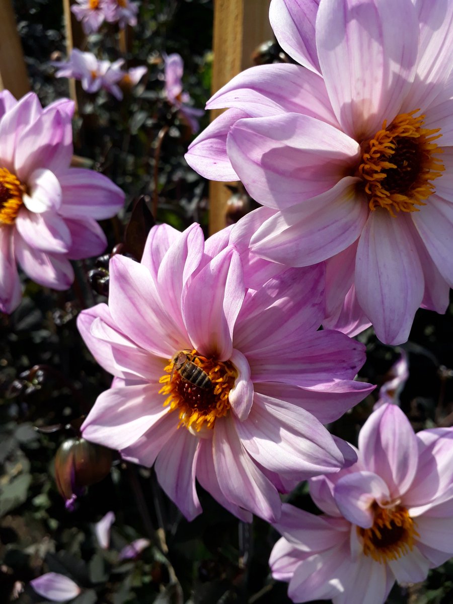 🐝'Bee Happy' #dahlias #beefriendly #WildlifeWednesday #ValleyGardens via @gardentags