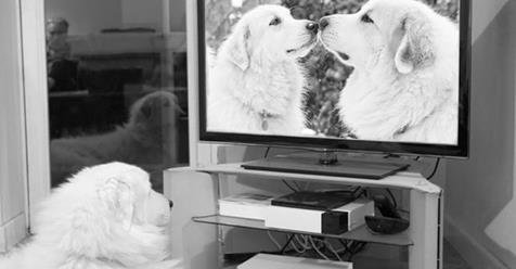 TuitionFirst's tweet image. 14 words inspired by dogs and cats #weeklywordwatch ow.ly/OurX30lj29S