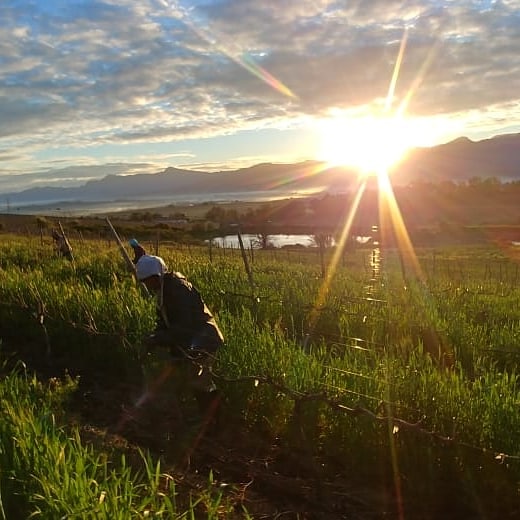 rhebokskloof's tweet photo. Early morning pruning at @rhebokskloof 
#pruning #paarl #vineyard #rhebokskloof https://t.co/Cf4GUEkFJ8