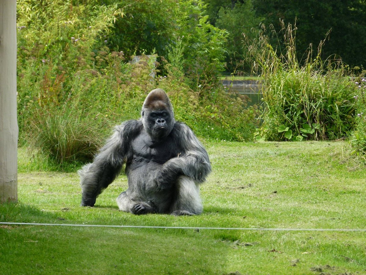 kazwarzhp93's tweet photo. @Longleat what a tearful episode still shocks me #RIPNico 😭😭😭 well done #longlet I still Remember when I saw him on that island, the most beautiful animal on this planet ❤💔🦍🦍🦍🦍❤❤❤ https://t.co/14ysg2J97f
