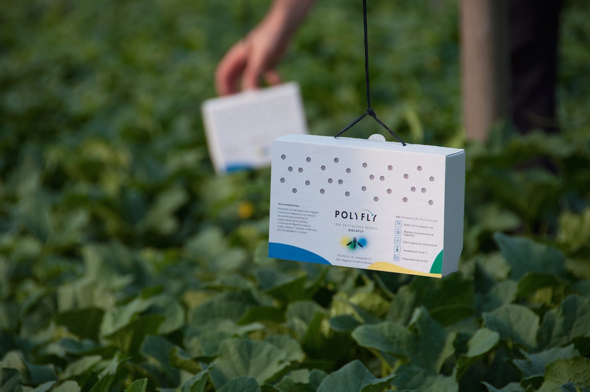 ConocerAgri's tweet photo. 🌱🌱🌱 ¿Sabías que el sistema de #cultivo bajo #invernado es pionero en la utilización de #ControlBiológico de #plagas? ▶ https://t.co/hHC8ht22ae https://t.co/sk51RqrSm5