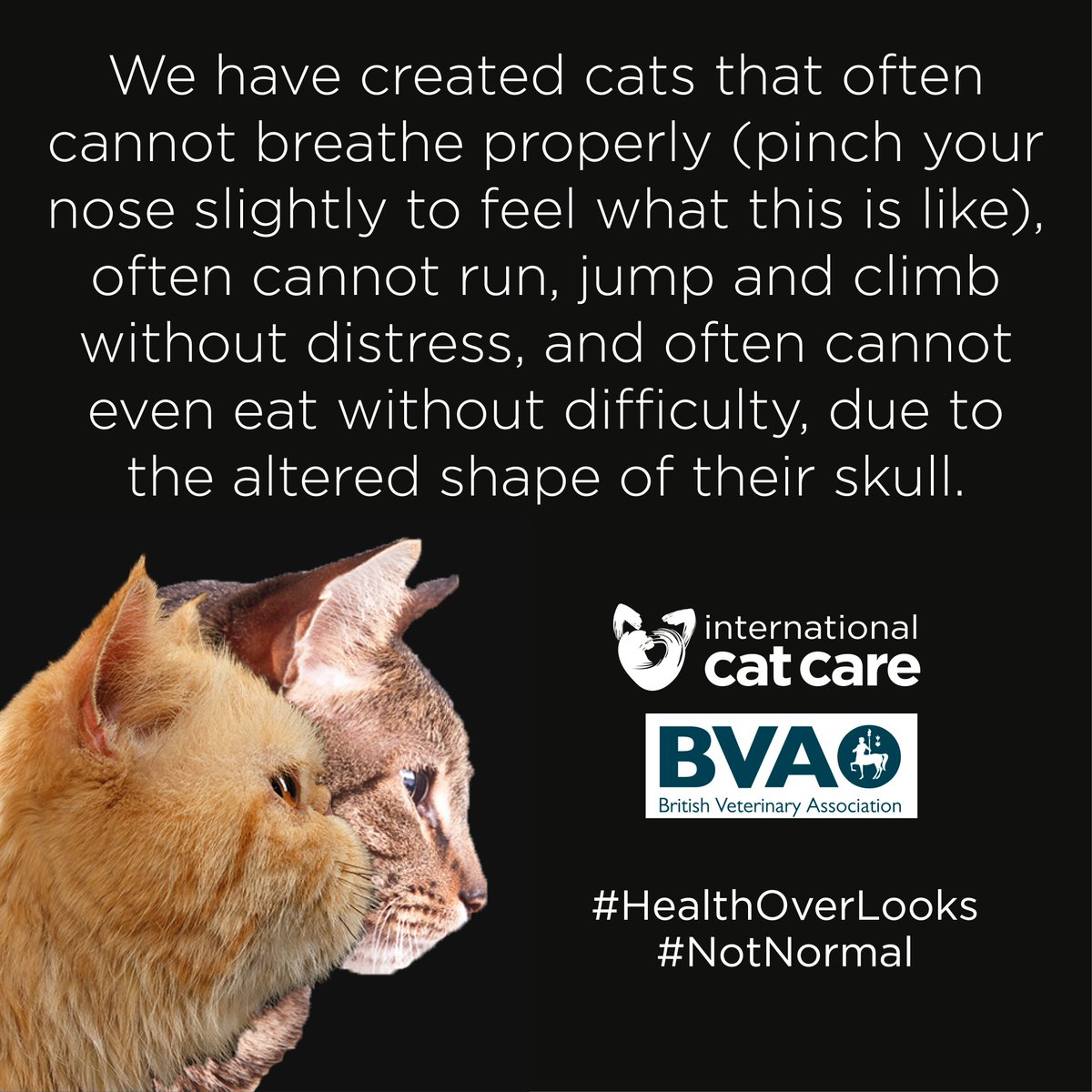 BritishVets's tweet photo. #DidYouKnow 86% of vets treated flat-faced cats for breed-related health problems last year. On #InternationalCatDay, we've teamed up with @iCatCare to throw a spotlight on the price cats pay for looking 'cute' #HealthOverLooks #NotNormal https://t.co/20BfLnSaHN https://t.co/l4KikDtJkH