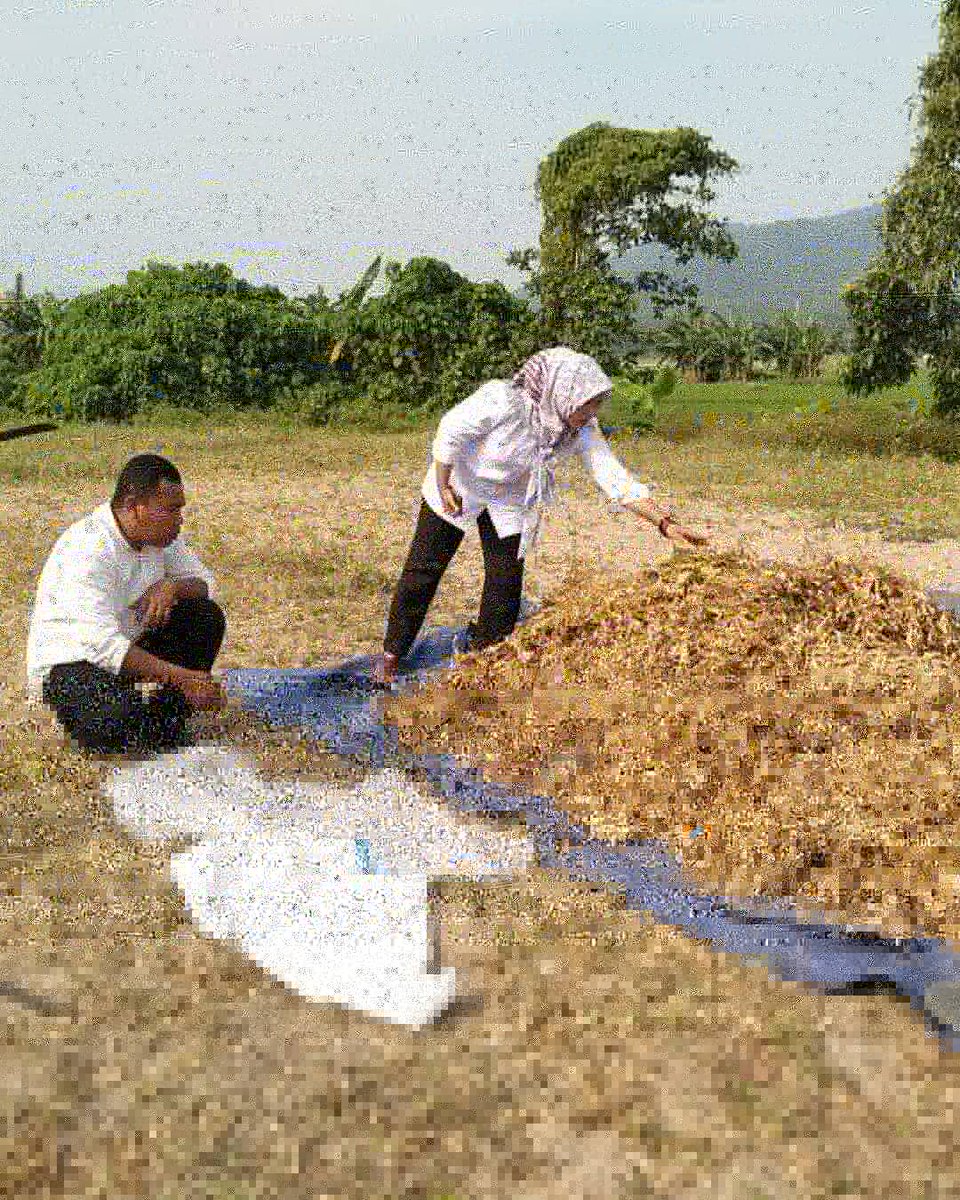 dpkppandeglang's tweet photo. Panen Kedelai hasil Penangkaran Kelompok Tani "Berkah" di Ds. Sukanagara, Kec. Carita
@osopiyah
#upsus #pajale #padi #jagung #kedelai https://t.co/bwFI2Icv6x