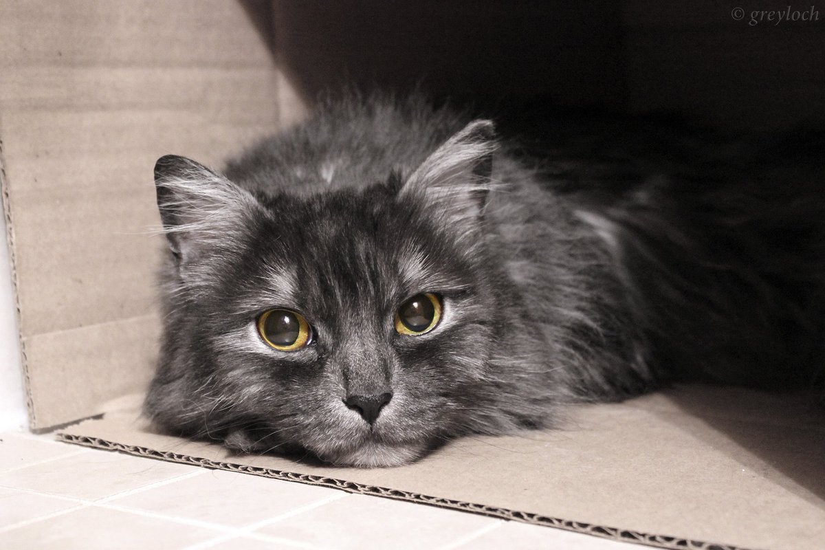 womensaid's tweet photo. Fear for the safety of pets is a real barrier to leaving an abusive partner. @CatsProtection is supporting survivors with a cat fostering scheme, showing how the wider community can play their part in ending abuse. Image (c) Greyloch #InternationalCatDay https://t.co/akkMvXjQK5 https://t.co/w9V8bV55zs