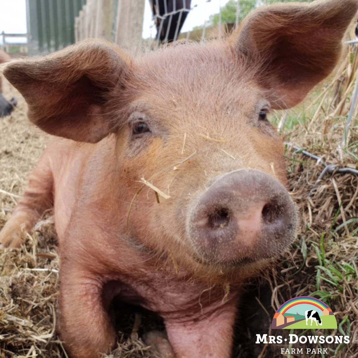 Our piglets are growing quick! 🐽💕
Come and see them before the summer holidays are over! #summerholidays #lancashire #dayoutwithkids #piglets