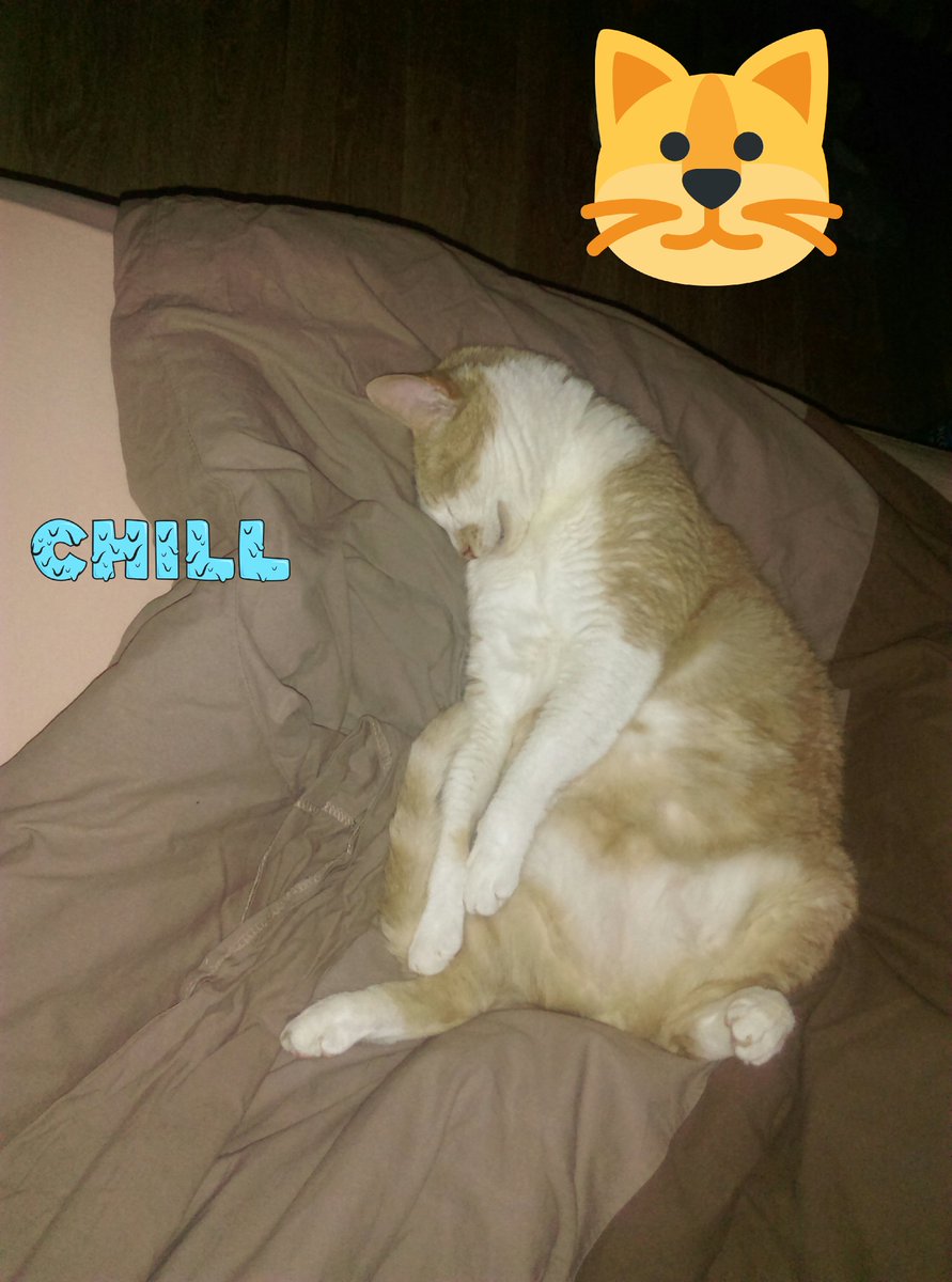 ladysloo's tweet photo. @CarrefourFrance @CroquetteLand #catfour 😻😻😸 #journeeinternationaleduchat https://t.co/MqGnL3Rs7u