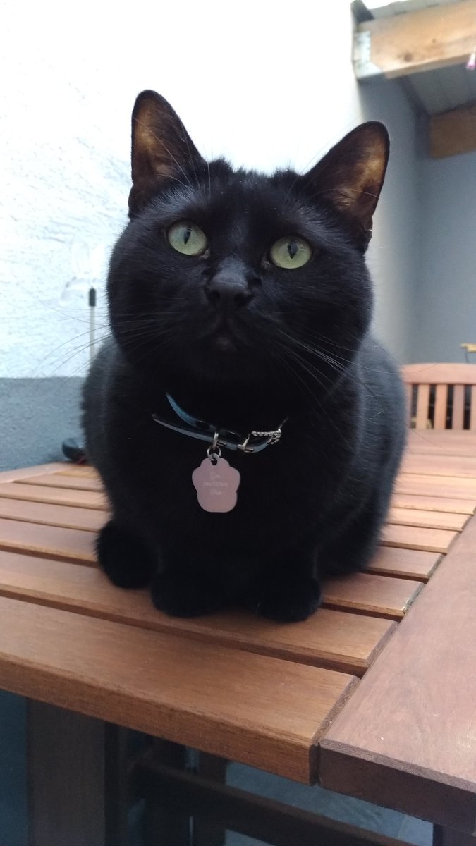 OphlieVLN's tweet photo. @CarrefourFrance @CroquetteLand #Catfour mon amour de chat, Gaïa 🖤 https://t.co/a9mjvh3gmM