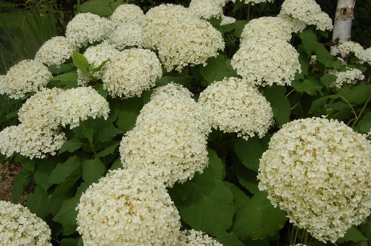PaskettPR's tweet photo. It's hard to believe, but here's our AUGUST (yes, August!) Plant of the Month by @MartinFishHort - the creamy-white Hydrangea 'Annabelle' 🌼 #gardening #GardensHour 👉 https://t.co/WDQknRADYM https://t.co/RFEbIh8hTp