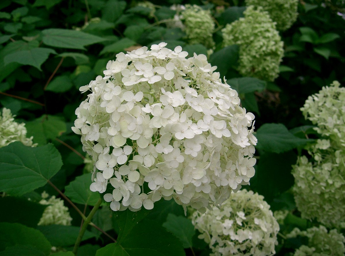 PaskettPR's tweet photo. It's hard to believe, but here's our AUGUST (yes, August!) Plant of the Month by @MartinFishHort - the creamy-white Hydrangea 'Annabelle' 🌼 #gardening #GardensHour 👉 https://t.co/WDQknRADYM https://t.co/RFEbIh8hTp