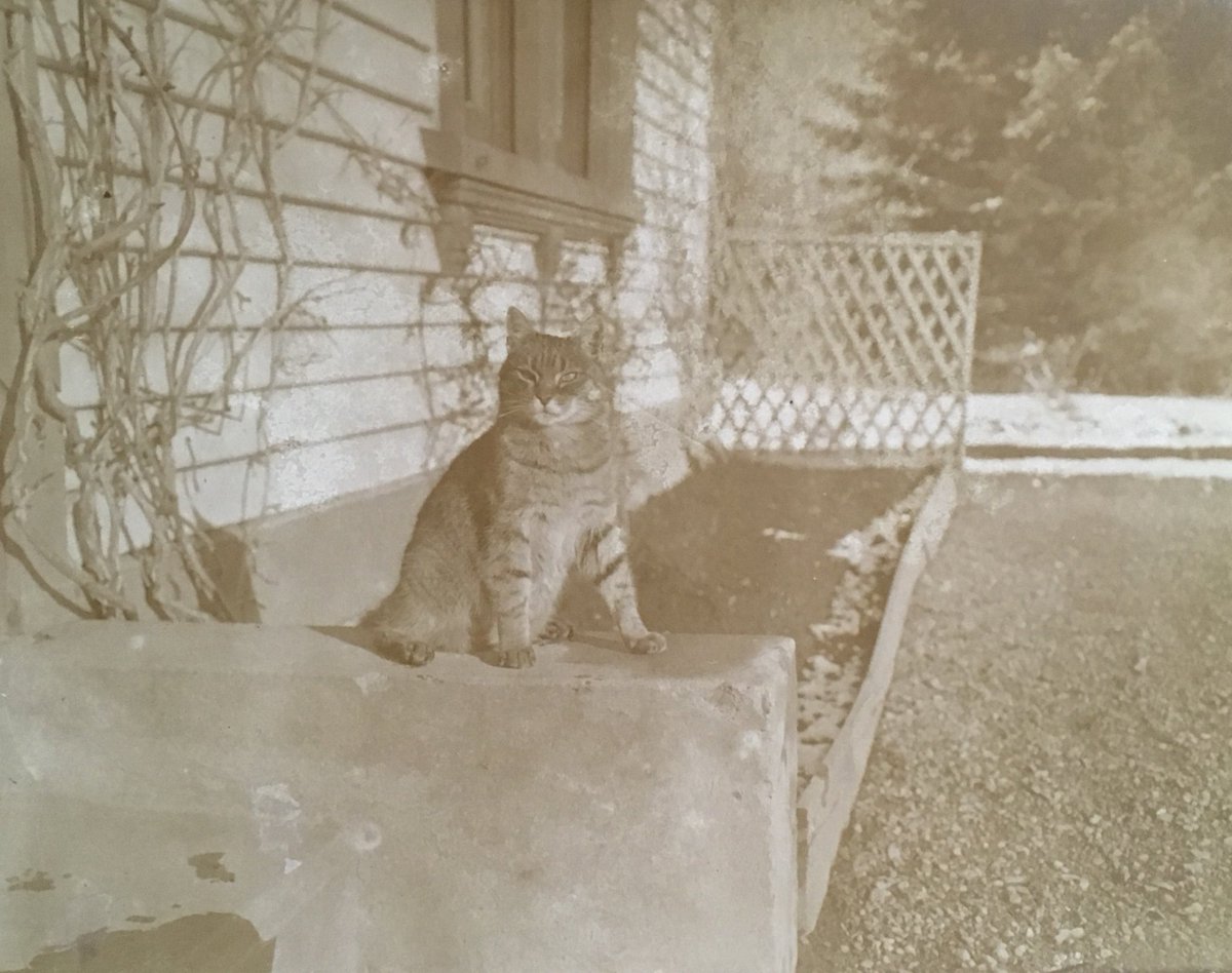 UL_SpecColl's tweet photo. Happy #InternationalCatDay! Colonel Redmond Barry ‘Algie’ Neill’s #cat, c1920s #ArmstrongCollection P6A/949 #animalsinarchives #SpecialCollections @ULLibrary Read more about the Armstrong family at https://t.co/H5qHpR53w8 @ww1ul https://t.co/n2warHEhxv