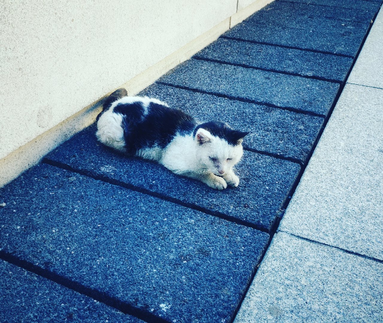 Ministere Economie Finances Relance A L Occasion De La Journeeinternationaleduchat Decouvrez Olive Le Chat Qui A Elu Domicile A Bercy Depuis Une Dizaine D Annees Retrouvez Plus De Photos