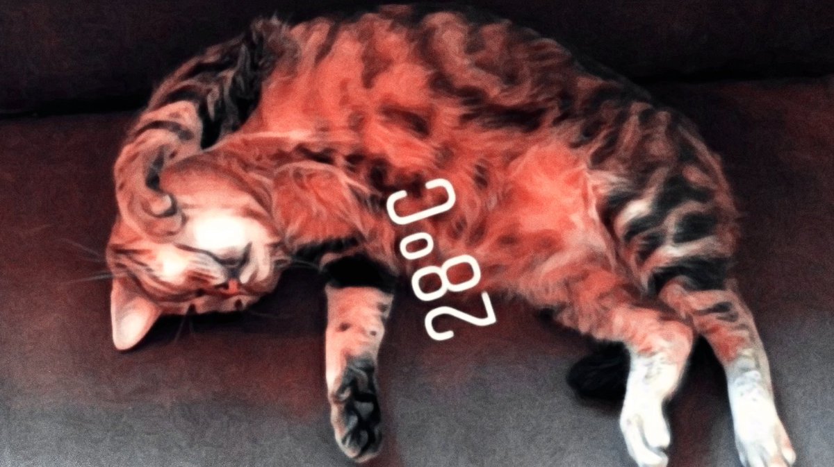 ArtsOfBK's tweet photo. leon a little cat.

[ #borankuzum , #vatanımsensin ]
          #InternationalCatDay https://t.co/Od657rkDXl