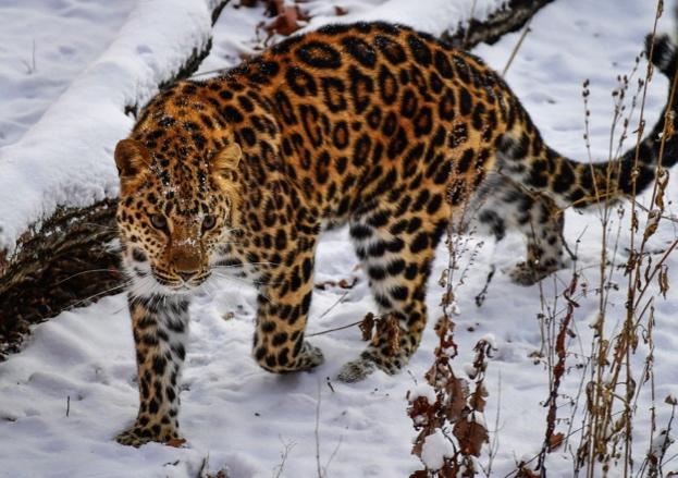 WildlifeMag's tweet photo. #InternationalCatDay
World’s most endangered cat infected with a fatal canine disease

This revelation, published in a scientific journal earlier this year, could spell disaster for the last few remaining Amur leopards: https://t.co/YBAxxdgOHw 
📷 Yuri Smityuk / TASS / Getty https://t.co/b13eaxbVuR