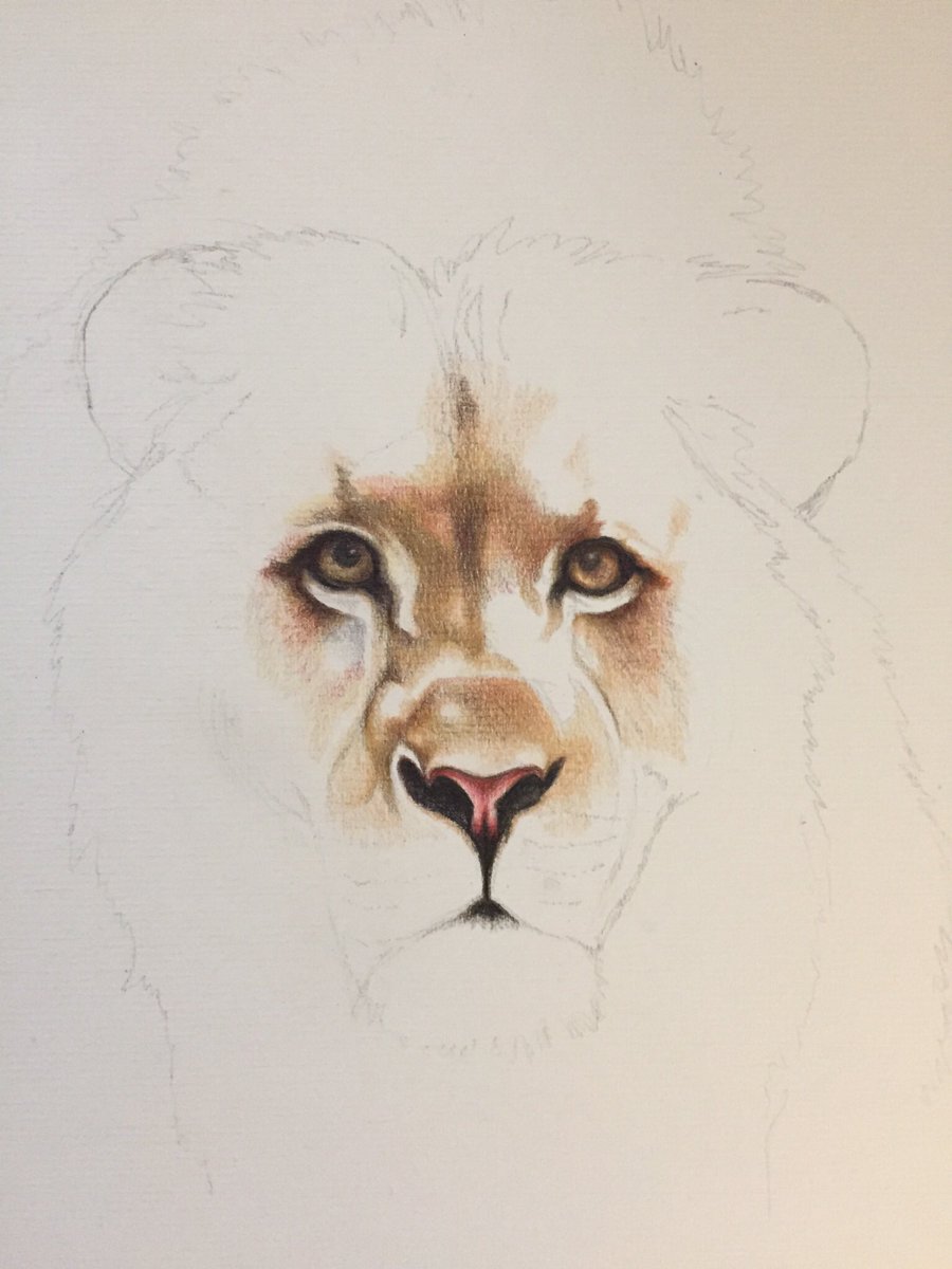 Roncon_artist's tweet photo. Started on this handsome fella using my Derwent Procolour https://t.co/LryFYK4cMb