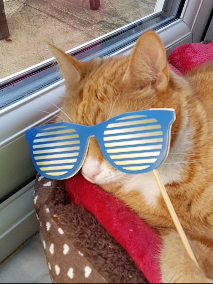 StEdmundsCam's tweet photo. Happy #InternationalCatDay to all our Members! As we await the 11am #TeaTrolley, we wonder if the biscuits will be as sweet as our #DevCat 'Cookie' here..
How many of our students and alumni have cats? How are you marking this special day? #NoOrdinaryCats #FelineLucky https://t.co/WAsMSzVEhL