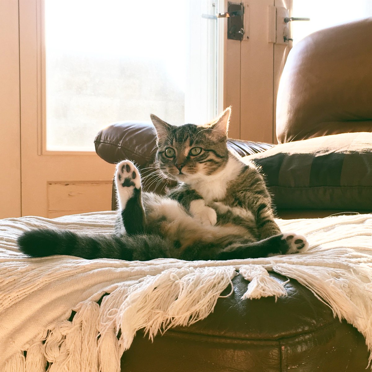 NolwennCado's tweet photo. @CarrefourFrance @CroquetteLand Regardez-moi cette bouille d'amour 😻
#CatFour https://t.co/aeOYuylRV8