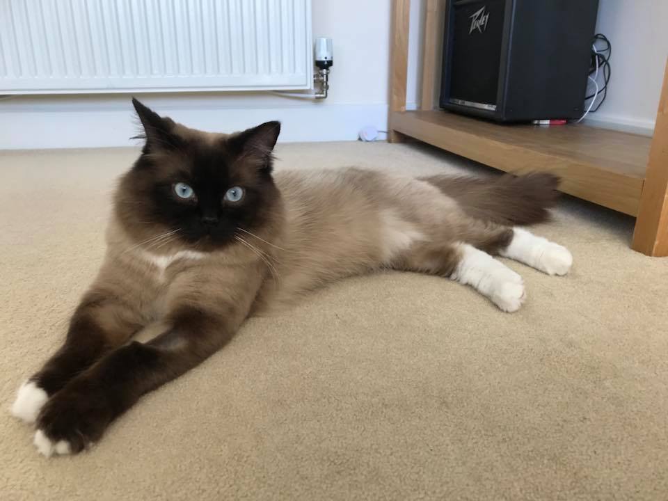 NW_heating's tweet photo. Let's celebrate International Cat Day! Sam here at our office has a lovely cat named Chester..... isn't he a beauty?! Feel free to post pictures of your feline friends, we'd love to see them #ChesterTheCat #InternationalCatDay2018 https://t.co/CoB7BpcSOX