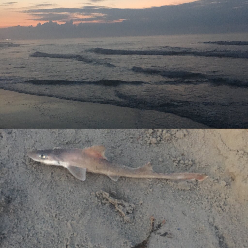 WildBillIngram's tweet photo. Watching the sunrise with this shark! #vacation #newjersey https://t.co/bJw8ZS3yg6