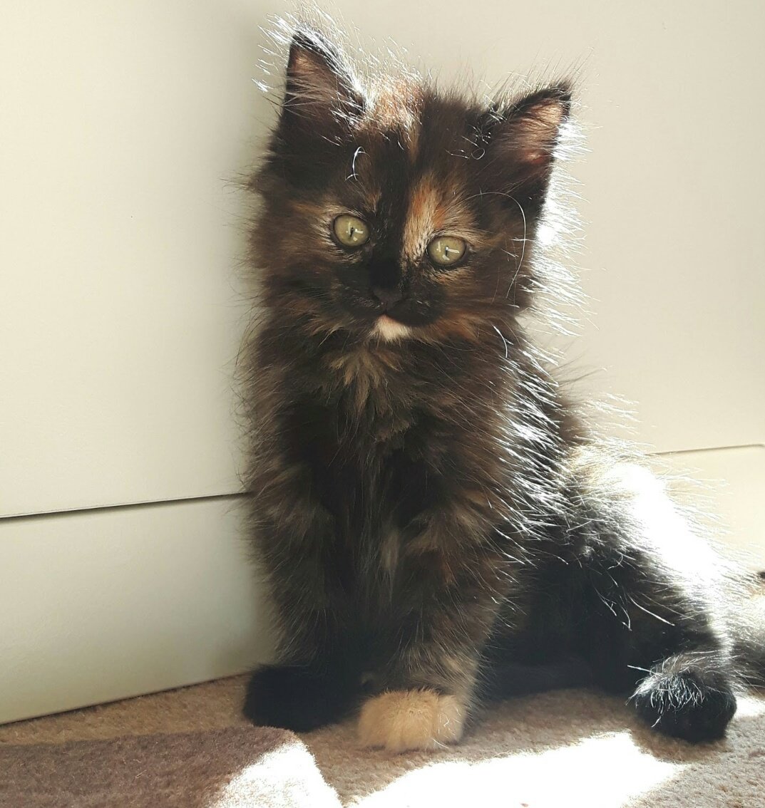 hulllabalu's tweet photo. @Number10cat Situation over here is that #trufflepuff's paws are too floofy to strut #InternationalCatDay https://t.co/W9w66XgjxM