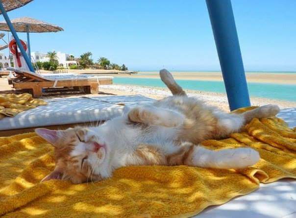 HelloSIMCard's tweet photo. Travelers with cats, are you here? Show us the pics of your beloved kitties!
#InternationalCatDay #TravelWithHelloSIM https://t.co/LODBhytutC