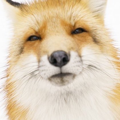renjun the fox tweet media