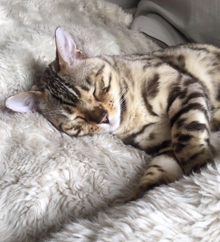 freeagent's tweet photo. Happy #InternationalCatDay! In honour of this great day here are just a few of the fantastic felines from the FreeAgent family! Meet Hudson, Gucci, Tilly, Marmite and Angus.♥️ 

Have a beloved moggie at home? We would LOVE to see photos! 🐱 https://t.co/iqrWIQrIMo