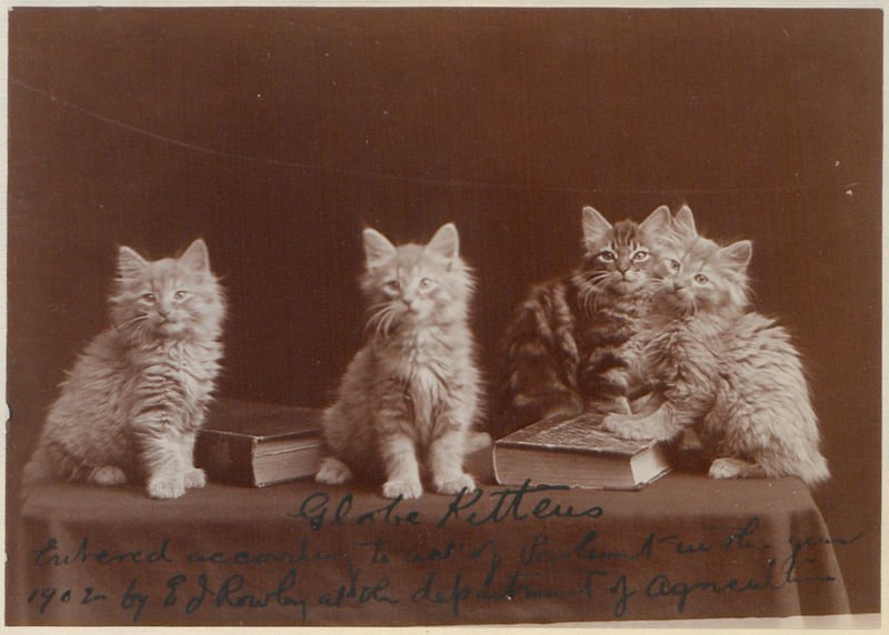 BL_EcclesCentre's tweet photo. Its #InternationalCatDay! So here's a lovely picture of some Canadian kitties from the Canadian Copyright Collection! https://t.co/JcWFjCok1H