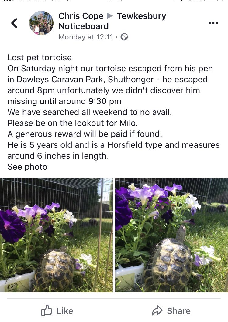 benjmnkane's tweet photo. LOST TORTOISE - in #Shuthonger / #Tewksbury area. Went missing sat 4 aug. If you find him, lemme know!
#missingtortoise https://t.co/iHn4j6guR5