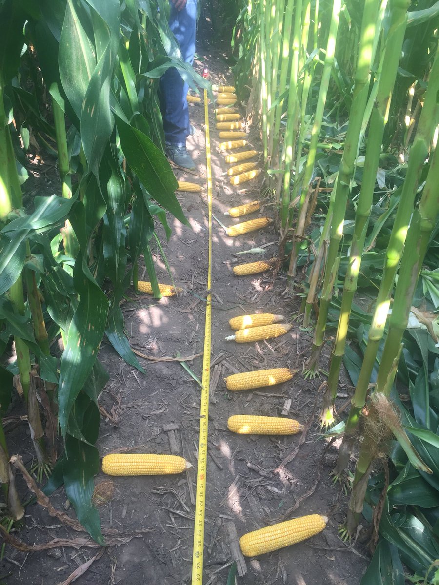 PioSandy's tweet photo. Studying ear size consistency and calculating yield estimates https://t.co/5F224bY8no