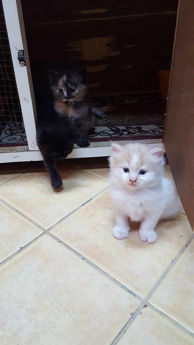 Riyadh_cats tweet media