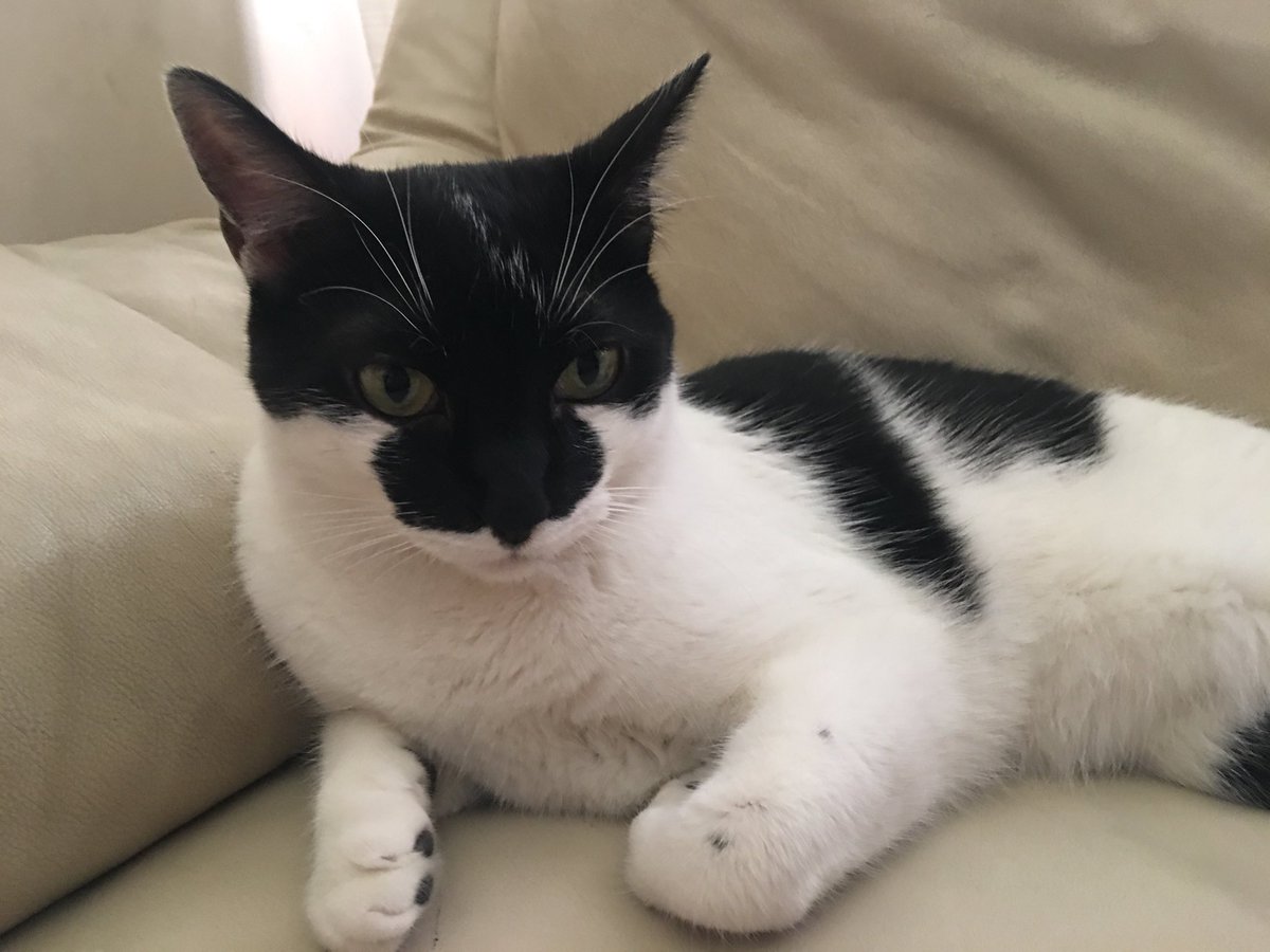 #DiaInternacionalDelGato kteam tenemos gatos! No solo #IA e #InteligenciaColectiva en nuestra App molona <a href="/buaala/">Buaala</a> #muyfans 
#NosEncantanLosAnimales #Bioinspiracion #mellamokate soy como #batman