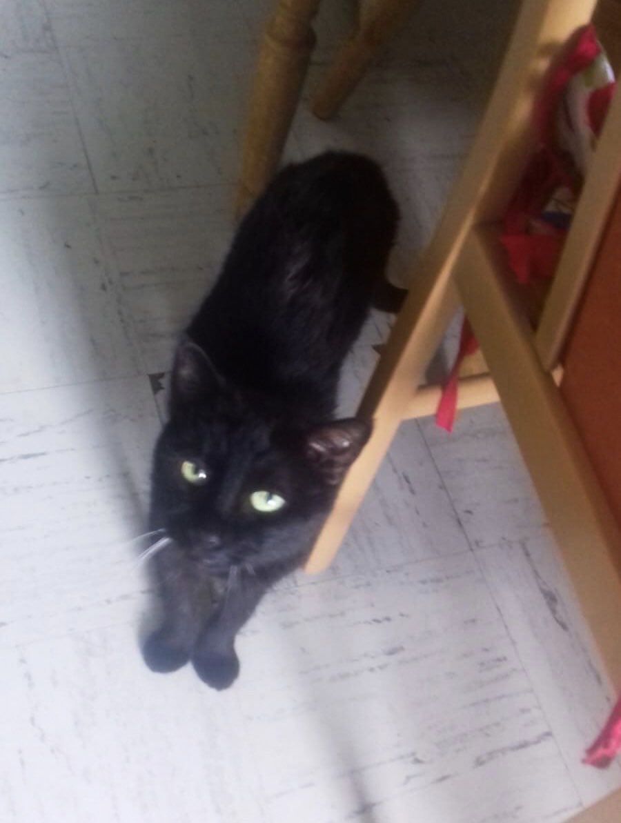 AnnaNymchen's tweet photo. +++ DRINGEND! +++
Drei Katzen (13 bis 18, weiblich, kastriert) suchen zum 1.9. wegen "Zwangsumzug" in ein zu kleines Apartment ein neues Zuhause.
Falls jemand ein bis drei Katzen ein schönes, neues Zuhause bieten kann, oder jemanden kennt...
Standort: München Neuaubing https://t.co/DqCancY1ZI
