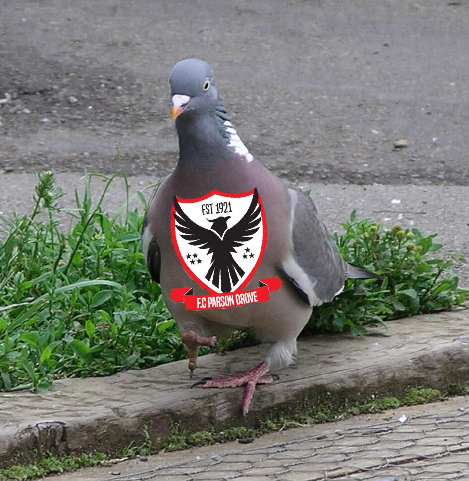 Delighted to announce I have been asked to be the official Mascot for <a href="/FC_ParsonDrove/">F.C Parson Drove</a> this season following on from my ancestors! Just incase anyone wondered what the stars on the badge meant, I’m the 7th Pigeon since the club started in 1921 🐦#ParsonsThePigeon