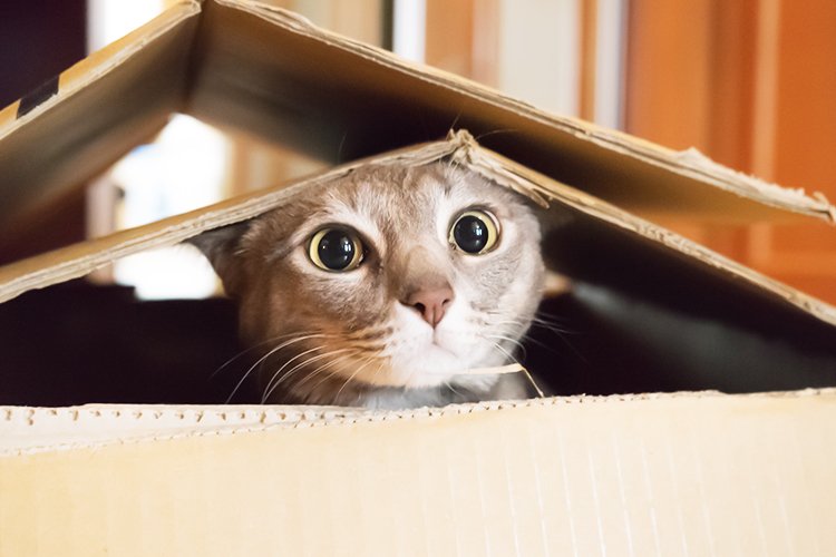 EOStweets's tweet image. Thinking of moving abroad? Here are a few tips about moving your pet with you! #InternationalCatDay 
bit.ly/2vMGuwL