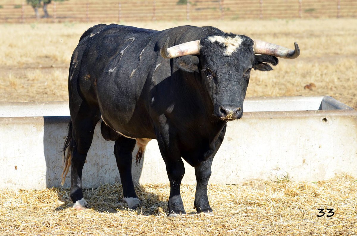 Novillos de MONTEVIEJO (Encaste Vega Villar) para el XIX CERTAMEN ALFARERO DE ORO.