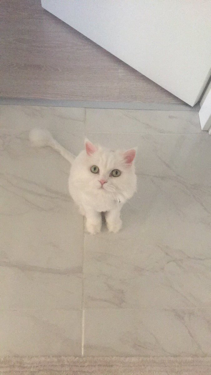 aycakucuk91's tweet photo. #internationalcatday 💕 günün kutlu olsun evlat ✌️ https://t.co/kXTk3mikgF