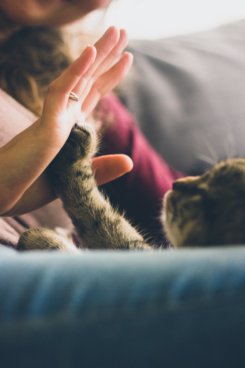 TheMarkAlx's tweet photo. Raise your paws if you’re excited for international cat day! 🐈 

#themarkalexandria #alexandria #kettlerliving #apartmentliving #welcomehome #yourlife #yourcity #yourmark #internationalcatday https://t.co/MEkJYPzHks