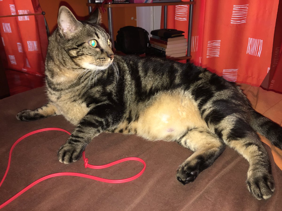 dryoutmuke's tweet photo. #InternationalCatDay 
Gotta love my two crazy child cats https://t.co/UC3U1Uuuxo