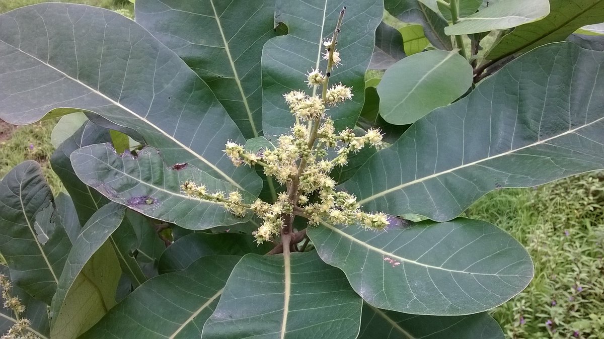 JilpaPN's tweet photo. Such #Trees can be planted along #FarmBoundaries #Semecarpus anacardium #GrowNatives #NativeTrees #AgroForestry #FarmBiodiversity #बिब्बा https://t.co/7wYJBS325L