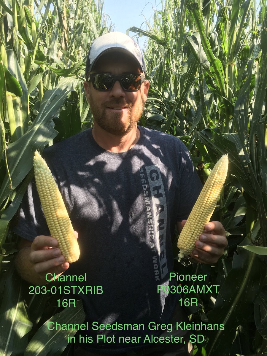 Channel South Dakota (@channel_sd) on Twitter photo Channel Seedsman Greg Kleinhans compares 203-01STXRIB to the Pioneer Competitor and likes what he sees. <a href="/ChannelSeed/">Channel Seed</a> <a href="/priceginger/">Ginger Price</a> <a href="/ImSoyCornfused/">Brett A. Ochs</a> <a href="/brock_h21/">Brock Helgerson</a> #Grow18 #ChannelYields Channel Seedsman Greg Kleinhans compares 203-01STXRIB to the Pioneer Competitor and likes what he sees. <a href="/ChannelSeed/">Channel Seed</a> <a href="/priceginger/">Ginger Price</a> <a href="/ImSoyCornfused/">Brett A. Ochs</a> <a href="/brock_h21/">Brock Helgerson</a> #Grow18 #ChannelYields