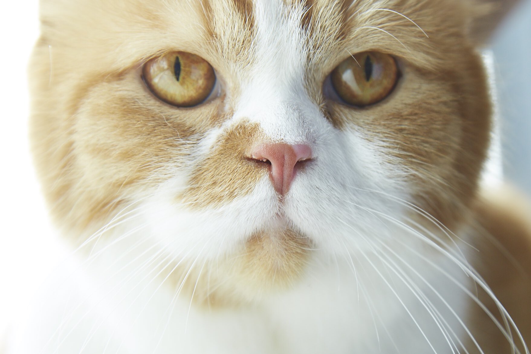 Y Mobile ワイモバイル 公式 きょう8月8日は 世界猫の日 ふてニャン ワイモバイル Y Mobile ワイモバイル 公式 きょう8月8日は 世界猫の日 ふてニャン ワイモバイル