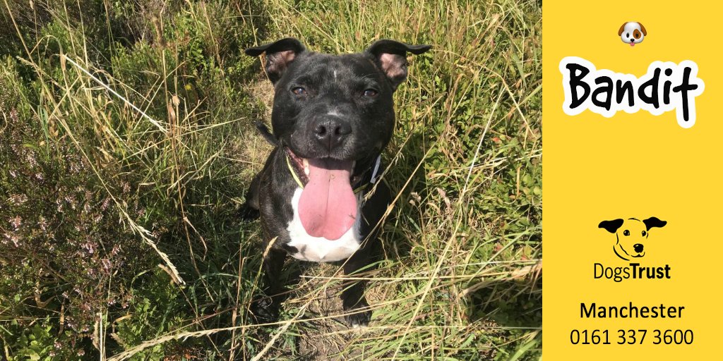 dogs trust staffies