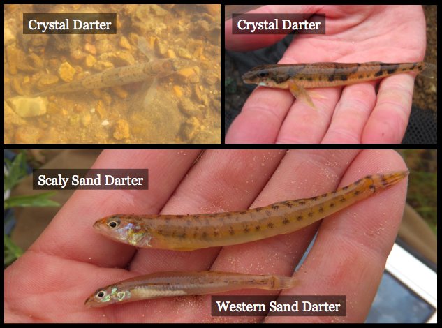tofu Afbrydelse heroin Corey Dunn on Twitter: "Another great spot for darters is inside bends. If  substrates are sandy, look out for two species of aptly named – sand darters.  If substrates are primarily small