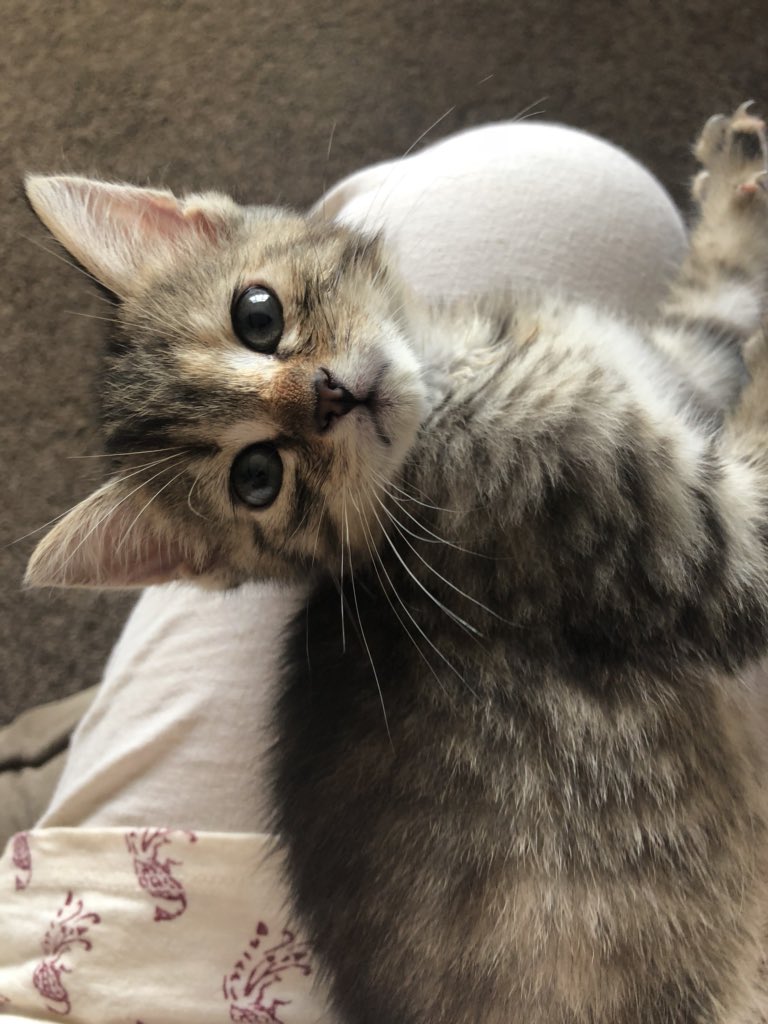 book gute mädchen tuns im bett böse überall wer sich traut hat mehr vom