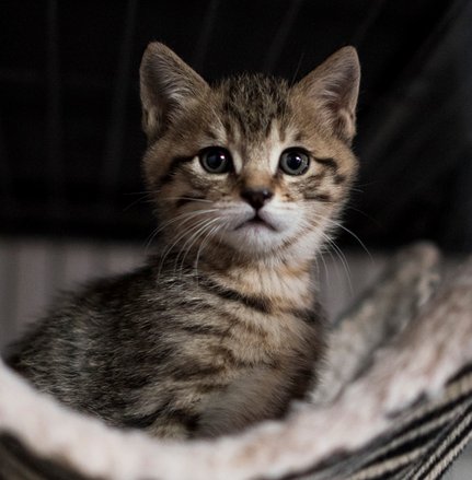 CosmicClubhouse's tweet photo. Happy #InternationalCatDay Domesticated cats have been around since 3600 B.C. 2,000 yrs before Egypt's pharaohs. Cats have super heightened powers of sight, hearing and smell. There are over 44 breeds of cats. Let's always make sure to adopt &amp; take good care of our furry friends! https://t.co/iNXHShWBfU