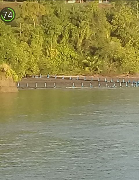 ecosolutionsO2's tweet image. Puerto Armuelles#proyecto comunitario de maricultura#Panama Respira soberania alimentaria.