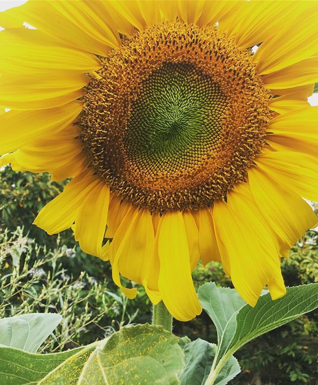 cabinatelier's tweet photo. No garden of mine is complete with out these towering beauties to watch over things 🌻🌞 https://t.co/uotDbCoXU2 https://t.co/hYIt7W2YCS
