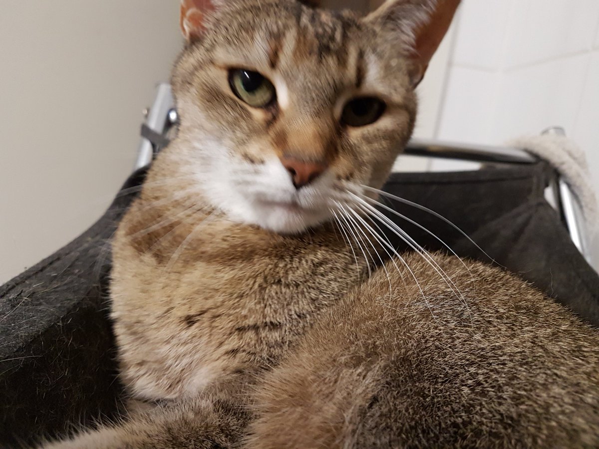 ᛖvᚪ Eva tweet media